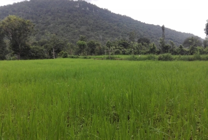 aalampannai